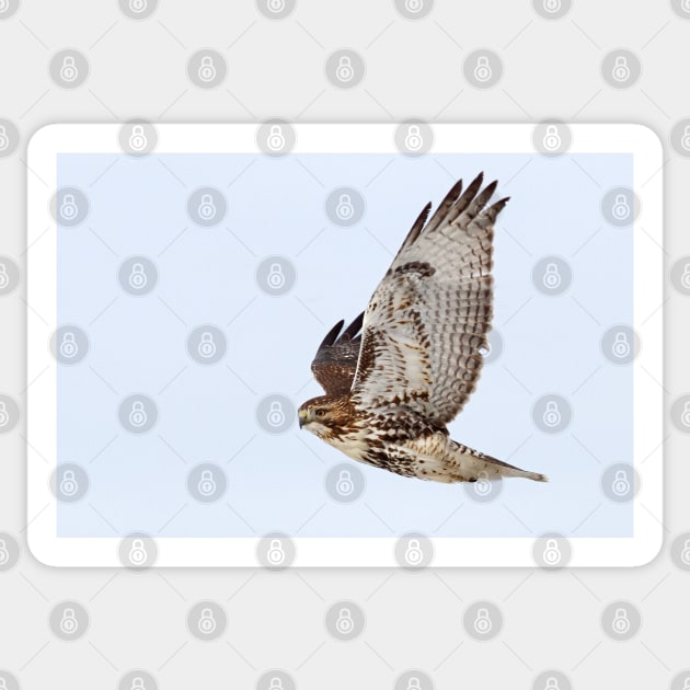 Red-tailed Hawk Sticker by Jim Cumming